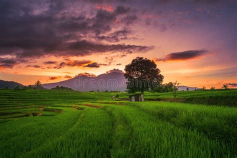 Natural Panorama Of Rice Fields And Mountains In Rural Indonesia With
