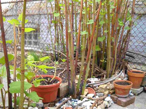 How to identify, prevent spread and dispose of japanese knotweed. Getting Rid of Japanese Knotweed » Knotweed Help