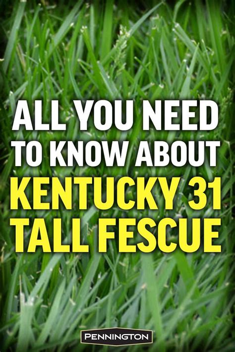 All You Need To Know About Kentucky 31 Tall Fescue Tall Fescue