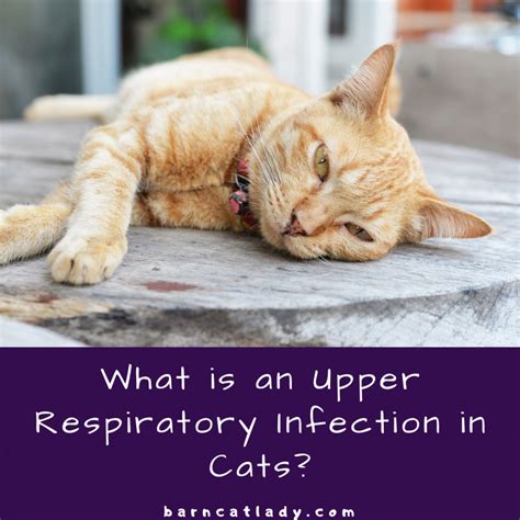 What Is An Upper Respiratory Infection In Cats The Barn Cat Lady