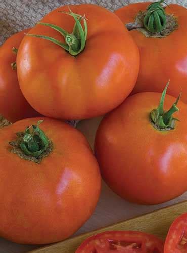 How To Plant And Grow Beefsteak Tomatoes Gardeners Path