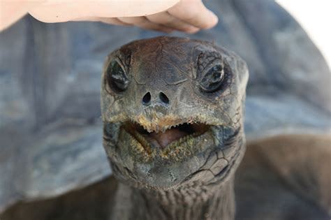 Angebote erhalten für tiere transport seychellen. Seychellen (via Dubai) - Luftfahrt im Paradies ...