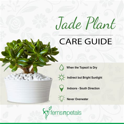 How To Take Care Of Indoor Plants Ferns N Petals