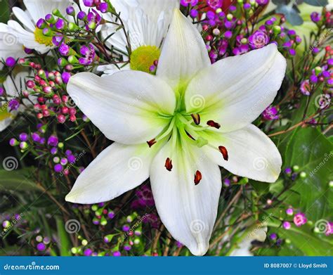 Easter Lily Stock Image Image Of Flower Beautiful Easter 8087007
