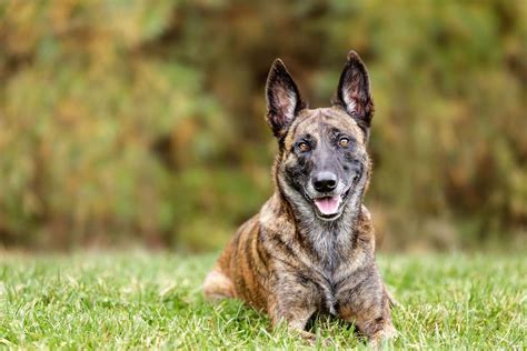 Dutch Shepherd Dog Breed Information And Characteristics Daily Paws