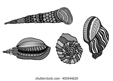Set Shells Hand Drawn Aquatic Doodle Stock Vector Royalty Free