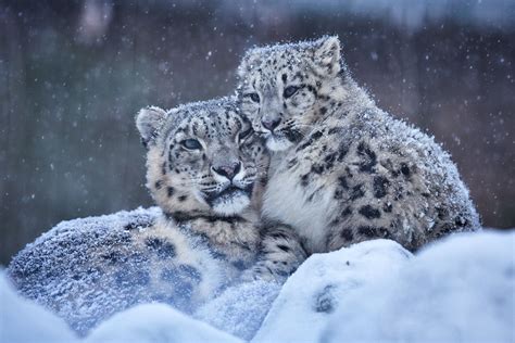Pin On Snow Leopards