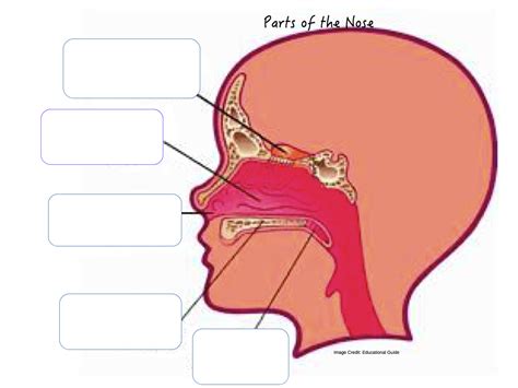 Parts Of Nose Diagram