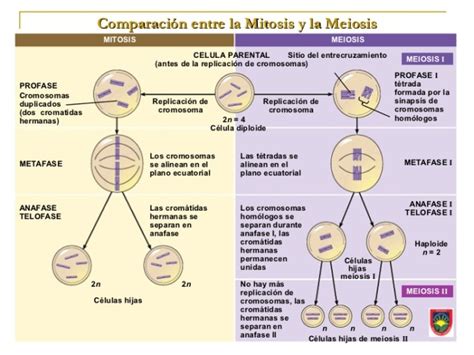 Cuadros Comparativos De Mitosis Y Meiosis Cuadro Comparativo