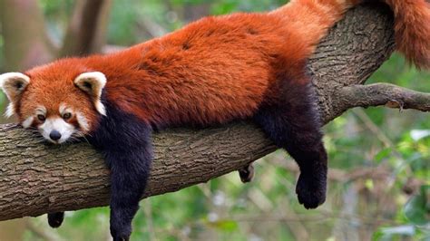 International Red Panda Day 2022 History Significance And Interesting