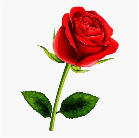 Awesome Free Single Rose Flowers Pictures And Pics Цветы Розы