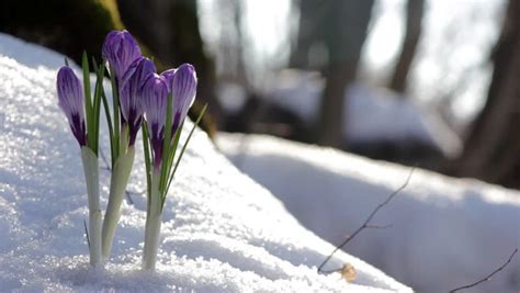 Violet Spring Crocus Flower Beautiful Stock Footage Video 100