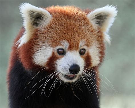 Myoptimisticways Red Panda Types Of Pandas Animals Beautiful