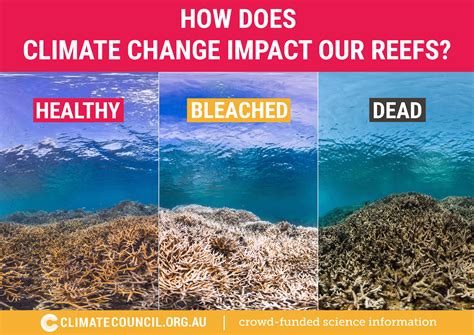How does climate change impact our reefs? | Climate Council