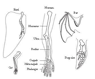 2020/2021 kcse leakage for all subjects. Biology Images | 5000+ Free Biology Diagrams & Nature ...