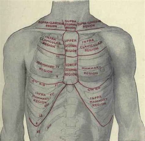 This work was supported in part by the kaplow family fund, yale school of medicine. Fig. 212. The anterior regions of the chest.
