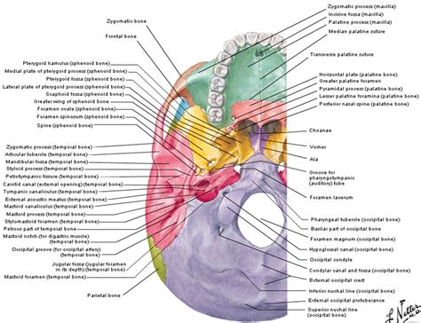 That is how the doctor insights on: Dentistry lectures for MFDS/MJDF/NBDE/ORE: Diagrams Of ...