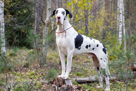 Top 5 Best Dog Foods For Great Danes [2021 Buyer's Guide]