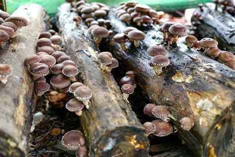 Agar Mushroom Culture Shiitake L24 Lentinula Edodes