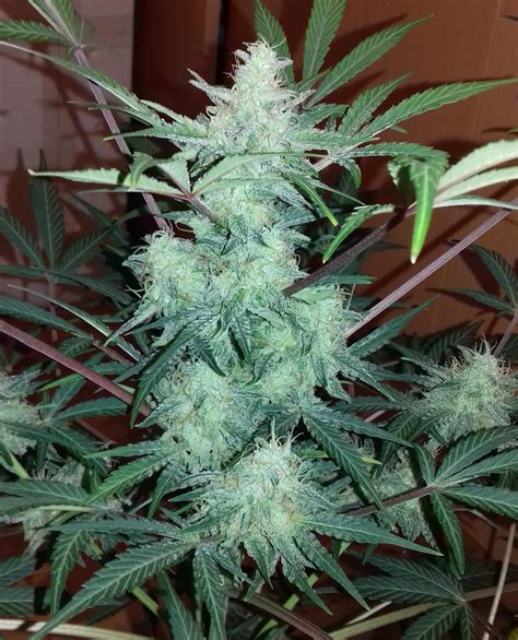 Autoflowering Amnesia Ready To Harvest Cannabiscultivation
