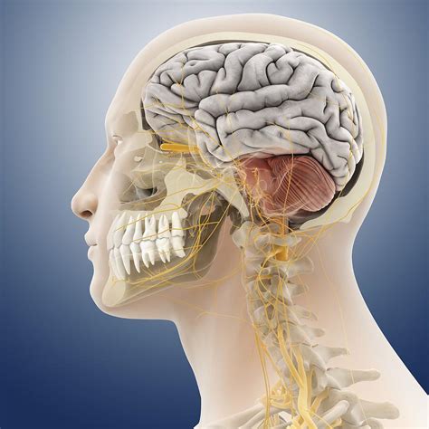 Head And Neck Anatomy Artwork Photograph By Science Photo Library Pixels