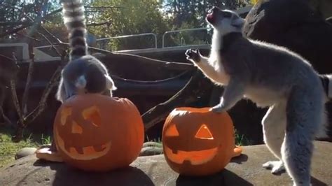 Animals At Zoos Across Us Enjoying Halloween Treats