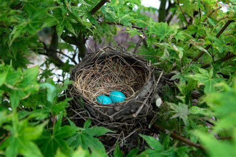 350 Birds Nest Pictures Hd Download Free Images On Unsplash