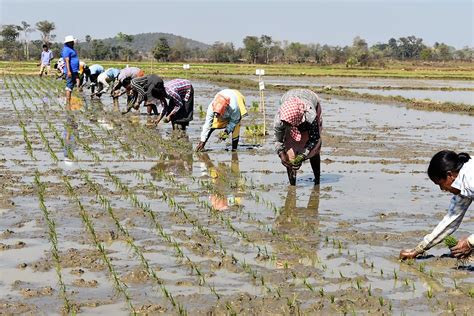 How To Boost Odishas Rice Harvest International Rice Research Institute