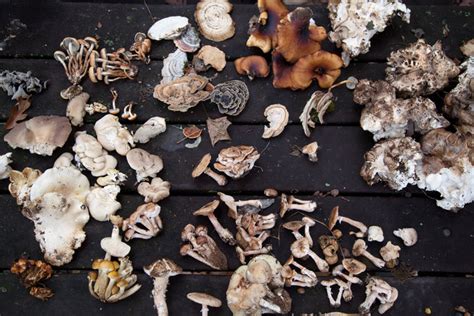 Sex Death And Mushrooms The New York Times