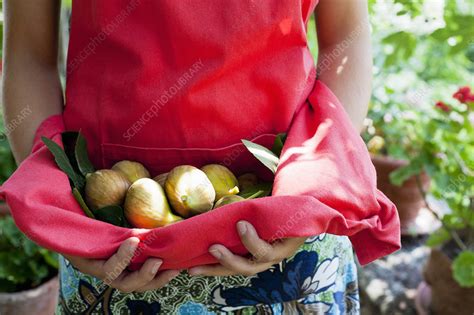 Woman Carrying Fruit In Apron Outdoors Stock Image F004