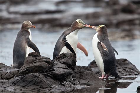 Yellow Eyed Penguins Returning Home To Socialize On The Petrified