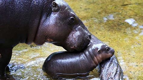 Tam tam, an adorable pygmy hippopotamus, lives in a japanese aquarium. Baby pygmy hippo gets adorable swimming lesson from mom at ...