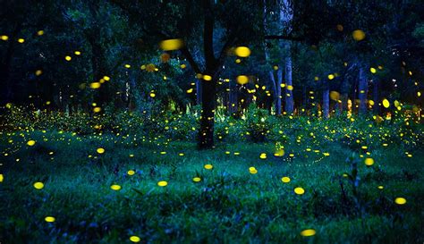 2021 Firefly Lottery To View The Smoky Mountain Fireflies