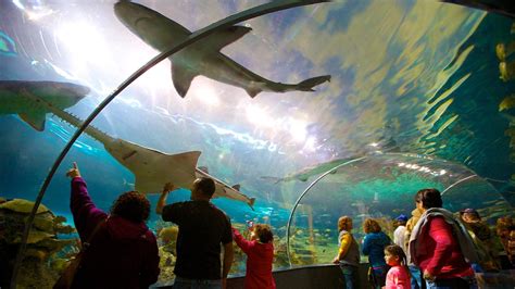 Ripleys Aquarium Of The Smokies In Gatlinburg Tennessee Expedia