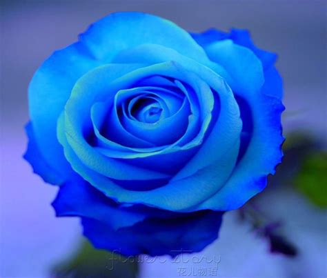 Wholesale Best Quality Brand Royal Blue Rose Seeds Seeds Package New