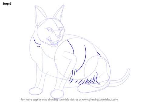 Learn How To Draw A Caracal Wild Animals Step By Step Drawing Tutorials
