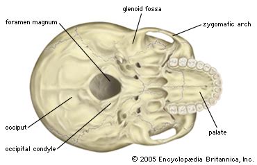 foramen magnum | anatomy | Britannica.com