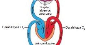 Dengan demikian dalam alveolus terjadi pertukaran gas yaitu oksigen masuk dan karnbondioksida keluar. Proses Mekanisme Difusi atau Pertukaran Oksigen dan ...