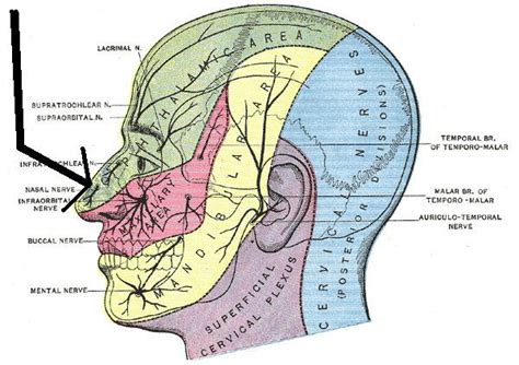 External Nasal Nerve Alchetron The Free Social Encyclopedia