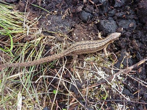 Common Irish Lizard In The Bog 1 The Last Time I Saw O Flickr