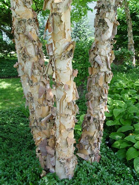 The Peeling Cinnamon Colored Bark Of River Birch River Birch Trees