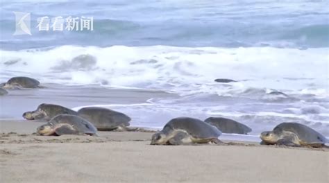 视频密集恐惧症要犯超15万只海龟在墨西哥海滩产卵 场面太壮观 墨西哥 海龟 产卵 新浪新闻