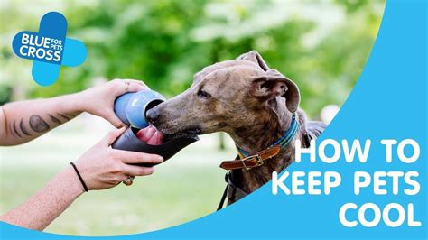 Keeping Your Pet Safe In The Summer Sun Blue Cross