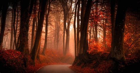 Download Dark Autumn And Foggy Forest Wallpaper