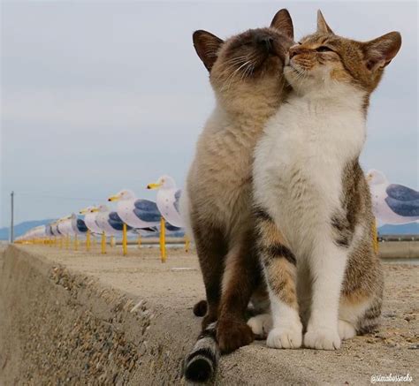 Cats In Love Animals Cute Cats Cats Cute Animals