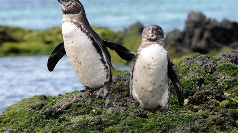 The Most Incredible Wildlife Destinations In Ecuador And The Galapagos