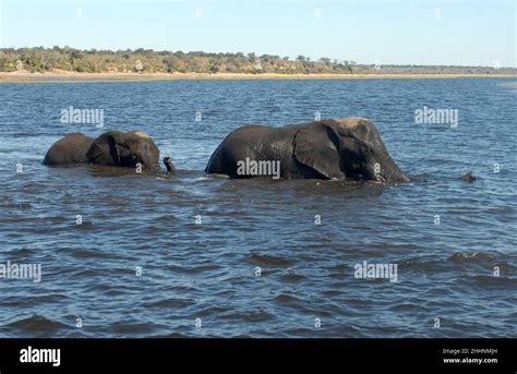 Elephants Crossing The Chobe River In Swimming Botswana Africa Stock