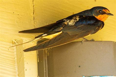 80 Free Barn Swallows And Swallow Images Pixabay