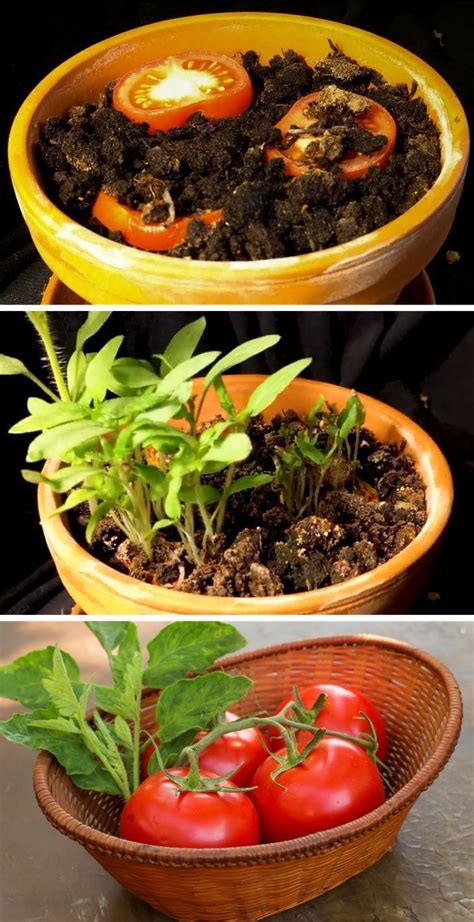 How To Grow Tomatoes Indoors In A Pot From Seedling Your