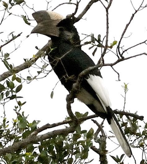 We would like to make you aware of a new initiative called the african bird names committee. Black-and-white-casqued Hornbill